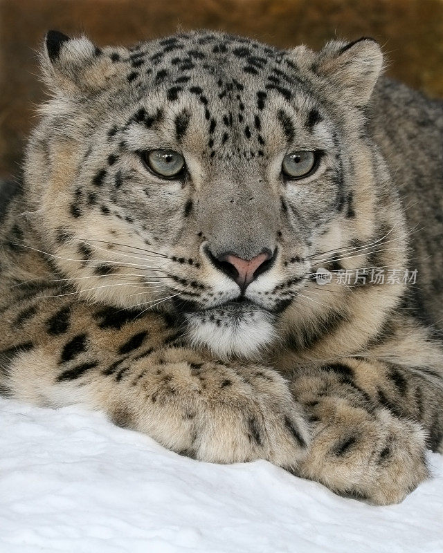 雪豹(Panthera uncia)冬天